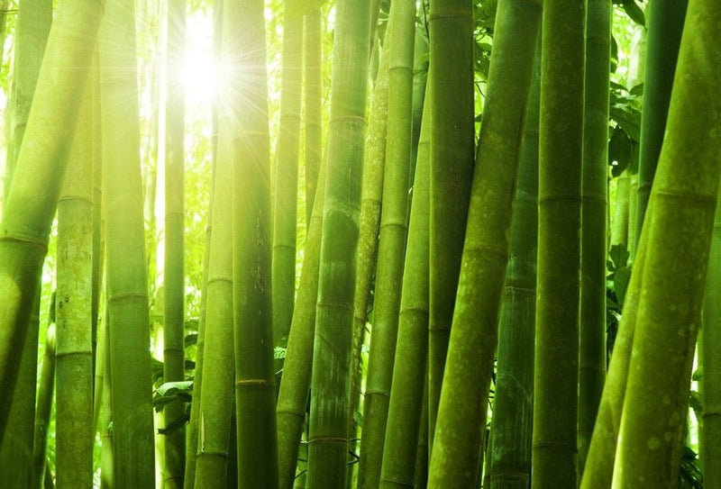 Wereld Bamboe Dag: wat kun jij met dit materiaal?