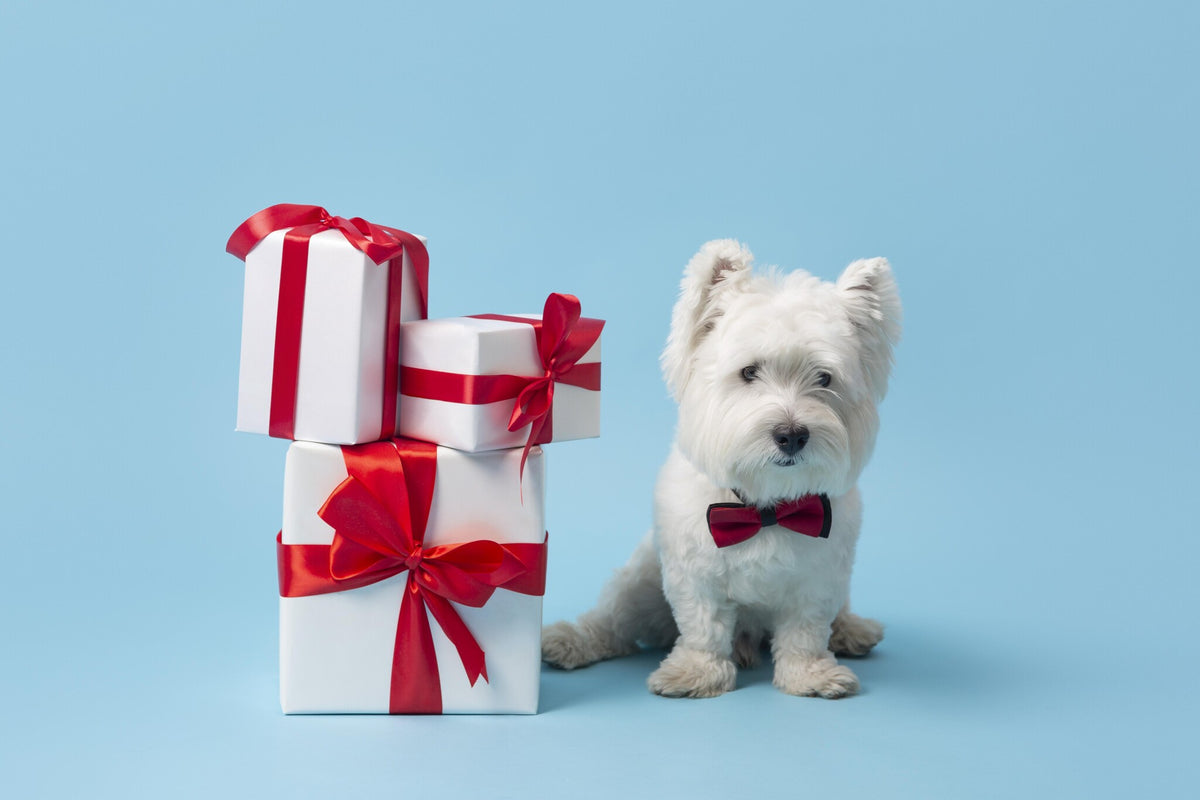 Top 5 Gifts for Dog Lovers