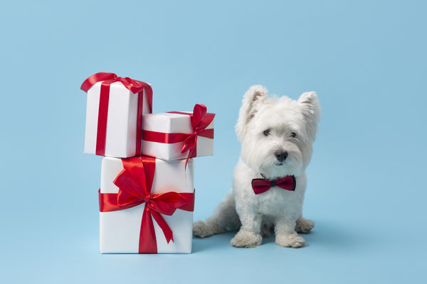 Top 5 Gifts for Dog Lovers