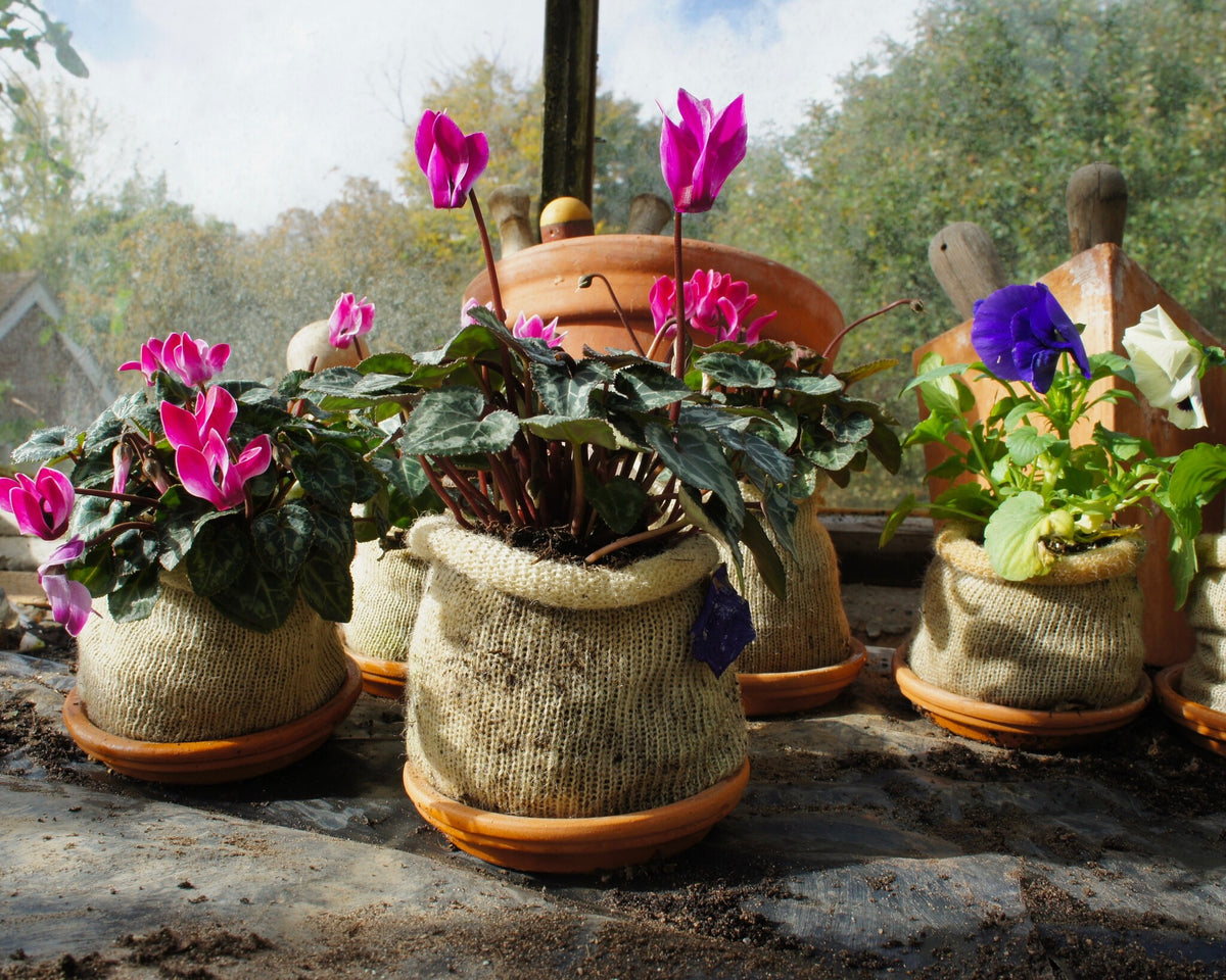 Wool pots - Plant pot made of 100% sheep's wool (10 Pieces)
