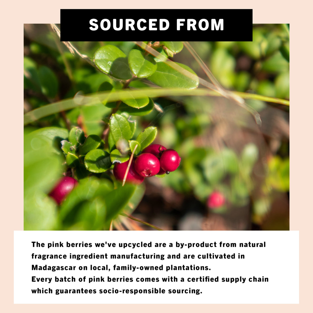 Shampoo Cream – Leftover Pink Berries – 100 ML