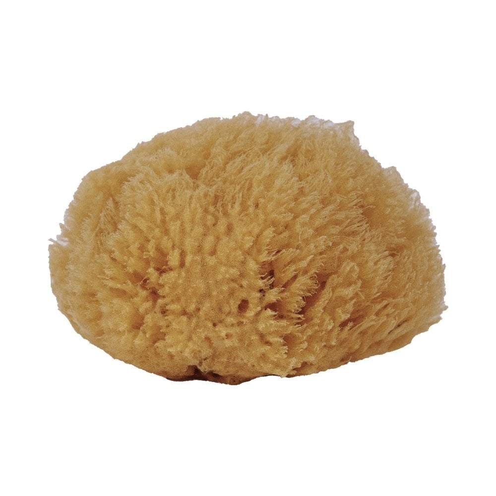 Eanna - Mediterranean Sea Sponge