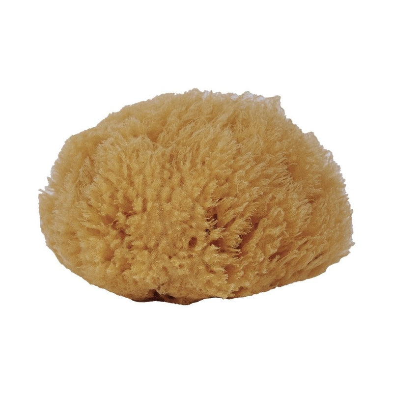 Eanna - Mediterranean Sea Sponge