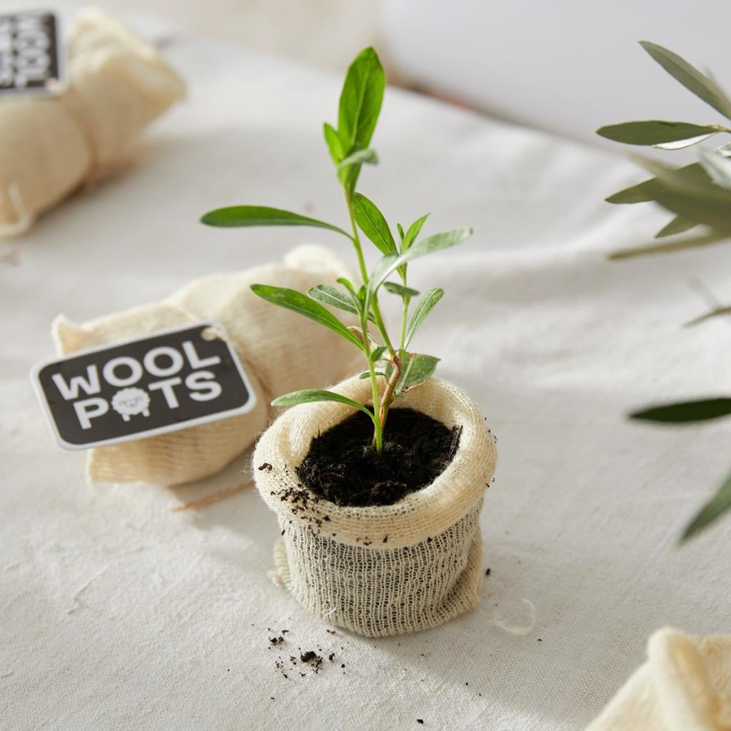 Wool pots - Plant pot made of 100% sheep's wool (10 Pieces)