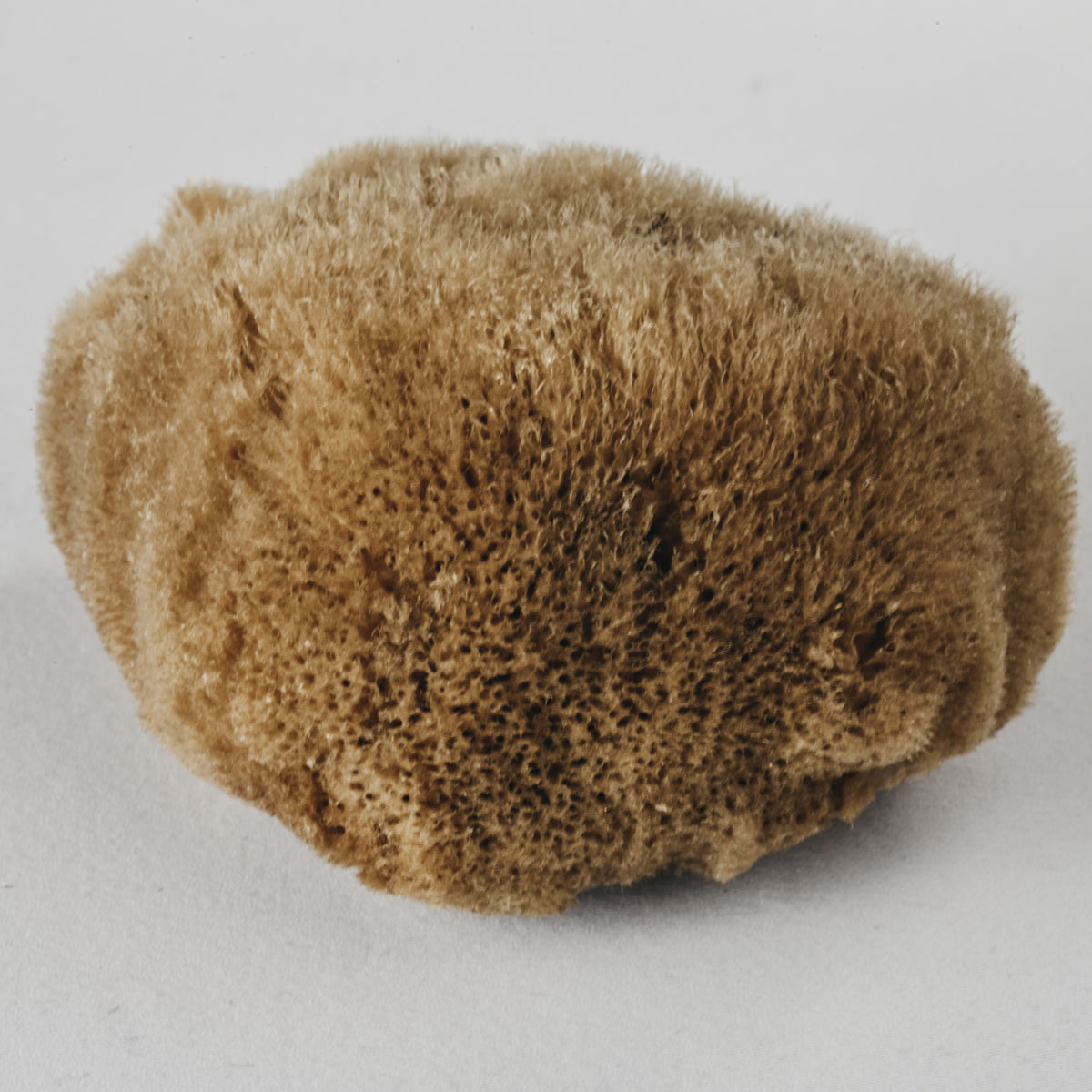 Natural sponge - Mediterranean - Face