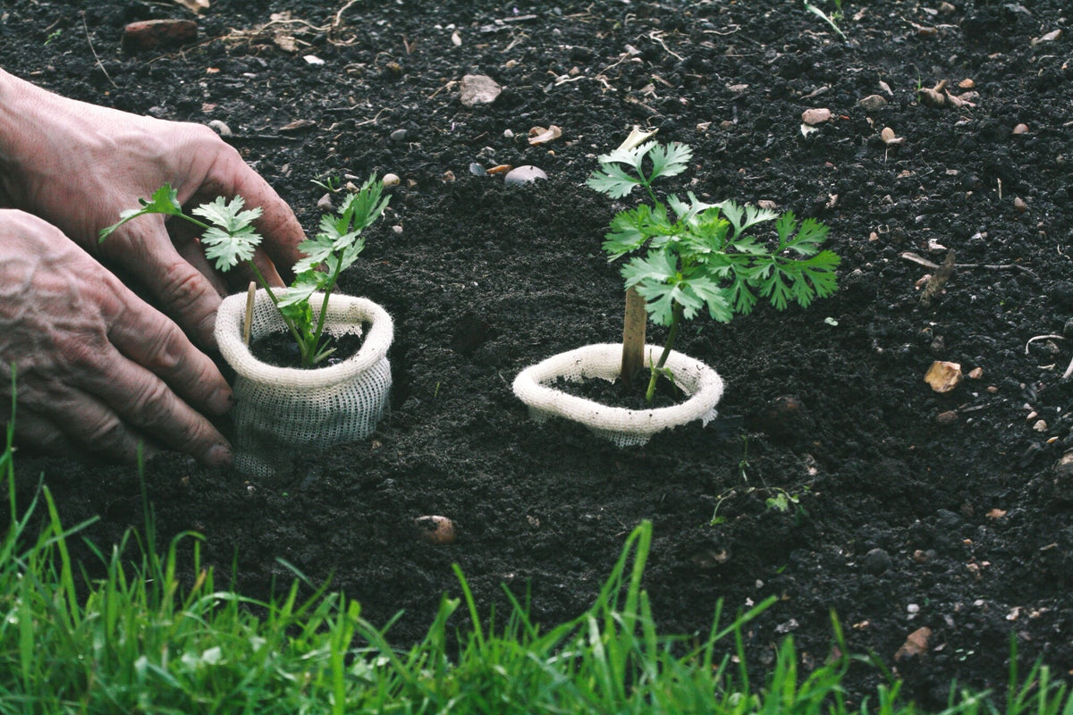 Wool pots - Plant pot made of 100% sheep's wool (10 Pieces)
